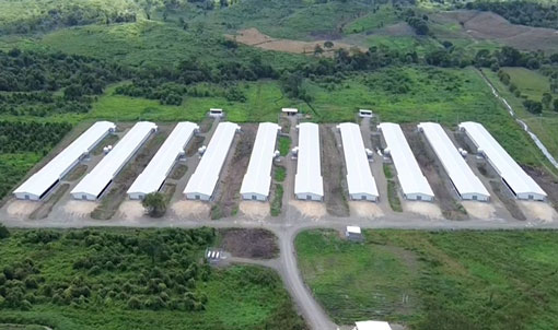 Dự &aacute;n nu&ocirc;i g&agrave; thịt tr&ecirc;n s&agrave;n ở Ecuador