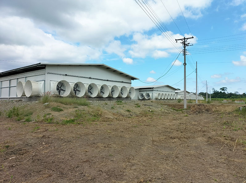 Dự &aacute;n nu&ocirc;i g&agrave; thịt tr&ecirc;n s&agrave;n ở Ecuador