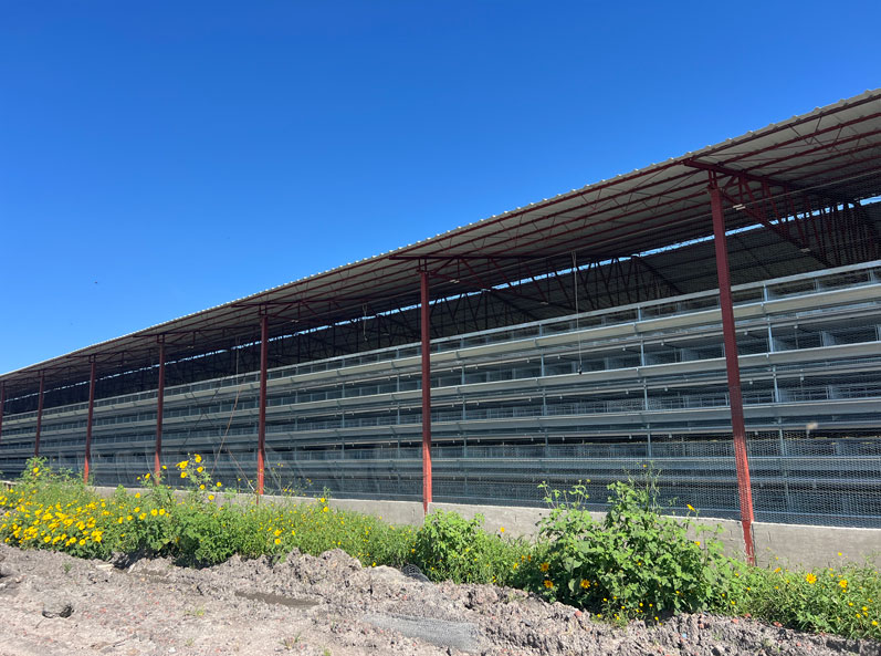 Dự án chăn nuôi gà đẻ trong lồng ở Mexico