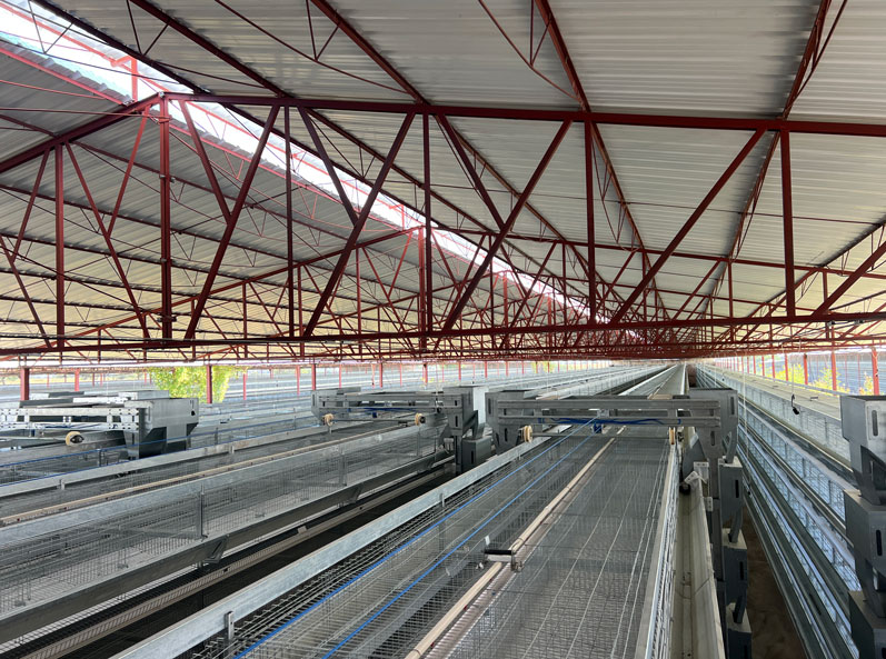 Dự án chăn nuôi gà đẻ trong lồng ở Mexico