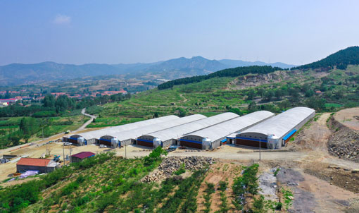 Dự &aacute;n nu&ocirc;i vịt thịt trong lồng ở Sơn Đ&ocirc;ng