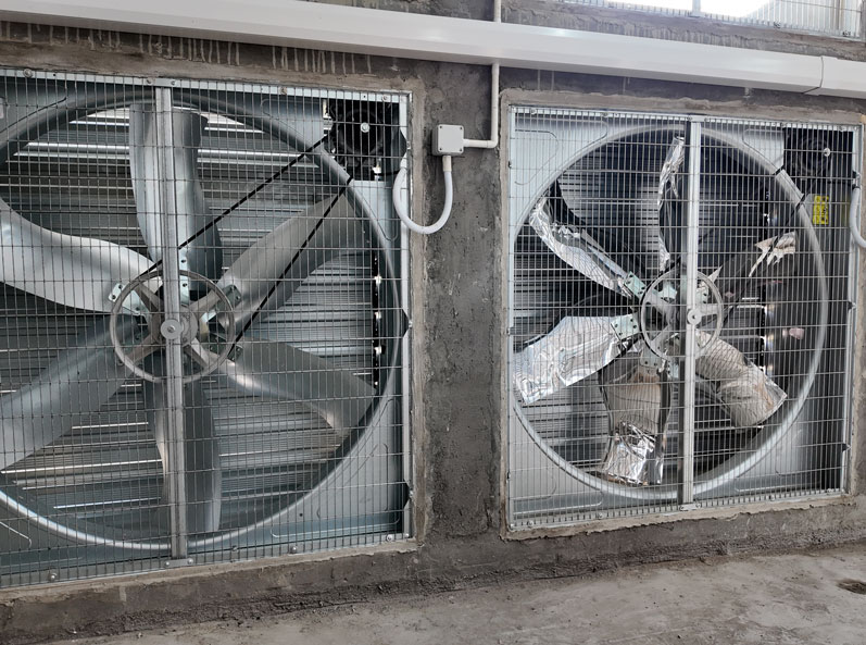 Dự án nuôi vịt thịt trong lồng ở Sơn Đông