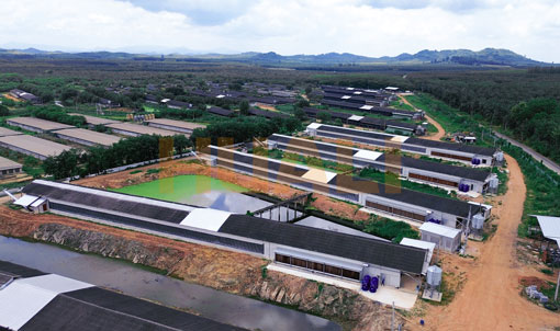 Dự &aacute;n chăn nu&ocirc;i g&agrave; đẻ trong lồng ở Th&aacute;i Lan