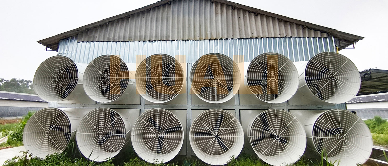 Dự &aacute;n chăn nu&ocirc;i g&agrave; đẻ trong lồng ở Th&aacute;i Lan