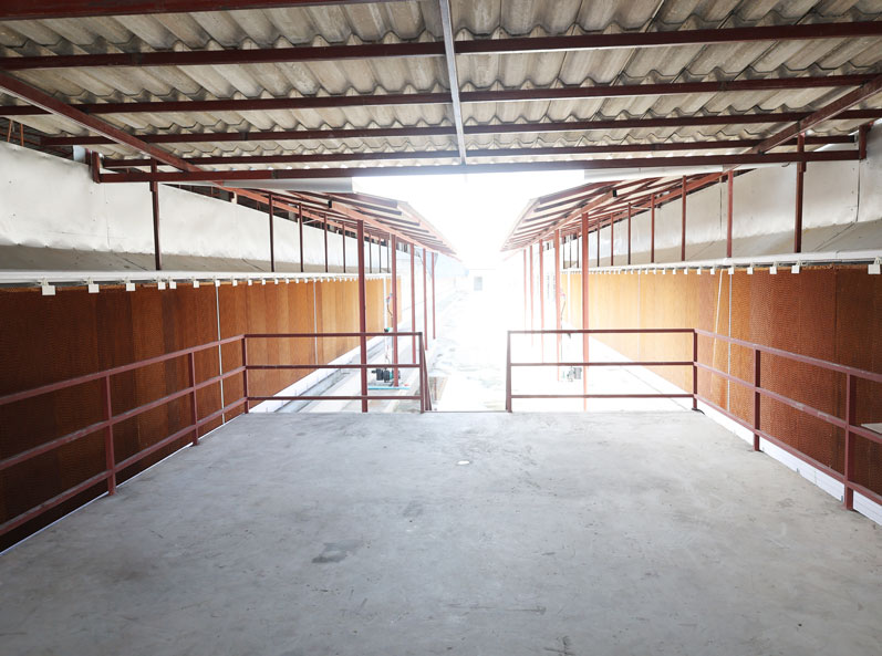 Dự án chăn nuôi gà đẻ trong lồng ở Thái Lan