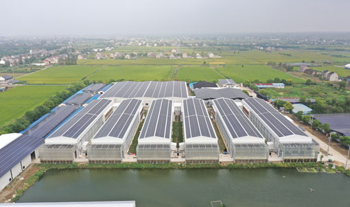 Dự &aacute;n nu&ocirc;i lồng vịt lớp Taixing Shunhe
