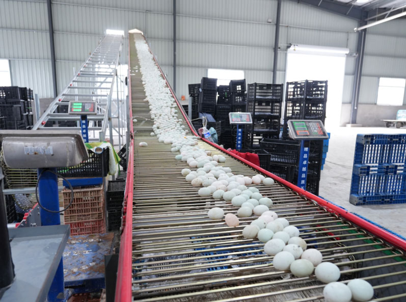Dự án nuôi lồng vịt lớp Taixing Shunhe