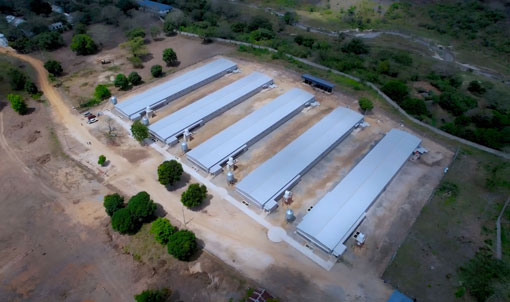 Dự &aacute;n nu&ocirc;i g&agrave; thịt tr&ecirc;n s&agrave;n ở Tanzania