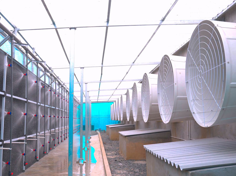 Dự án EPC thiết bị trang trại chăn nuôi lợn tại Việt Nam