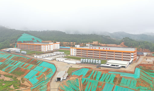Dự &aacute;n trang trại chăn nu&ocirc;i lợn nhiều tầng Jinxinnong, Quảng Đ&ocirc;ng