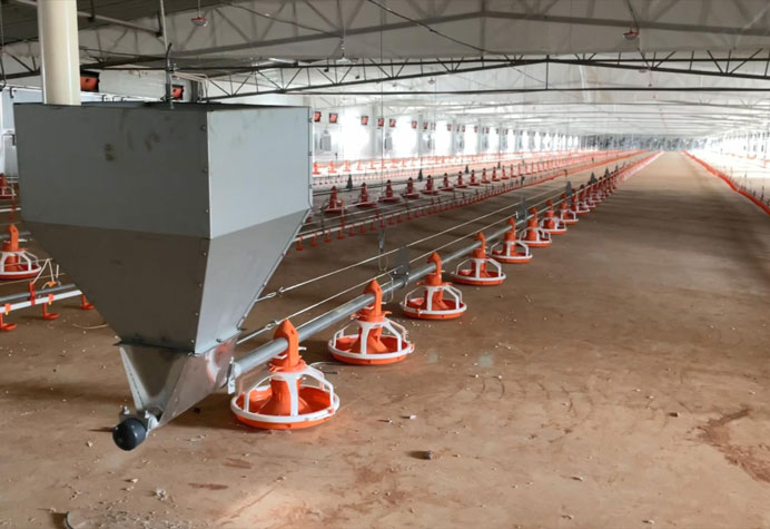 Quản l&yacute; chuồng g&agrave; thịt
