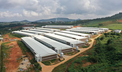Dự &aacute;n n&acirc;ng s&agrave;n hai lớp g&agrave; thịt WENS