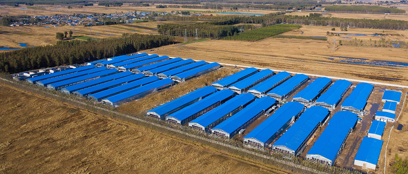 Dự &aacute;n nu&ocirc;i lồng g&agrave; thịt Fuxin Shuanghui