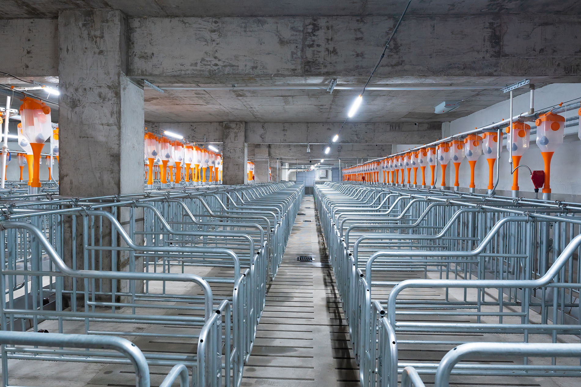 Dự án EPC trang trại Aonong 10.000 Sows Farm