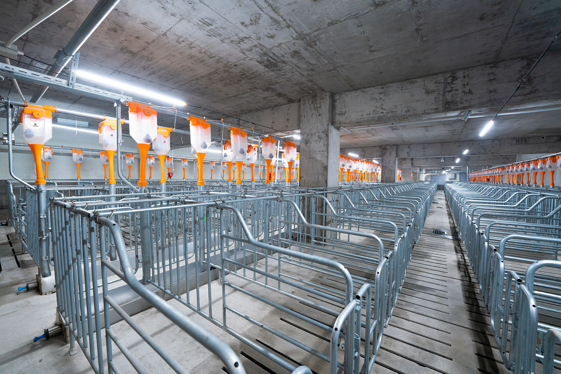 Dự án EPC trang trại Aonong 10.000 Sows Farm