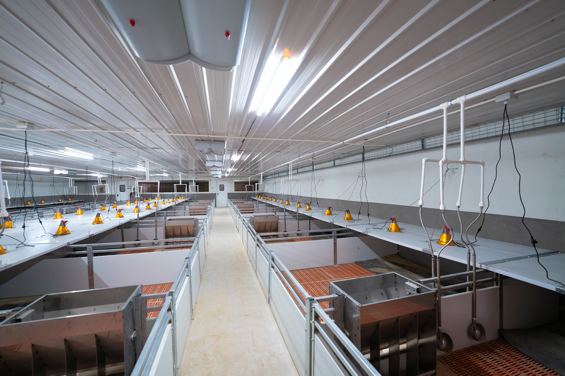 Dự án EPC trang trại Aonong 10.000 Sows Farm